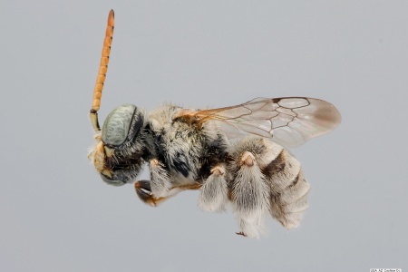 [Anthophorula compactula male (lateral/side view) thumbnail]